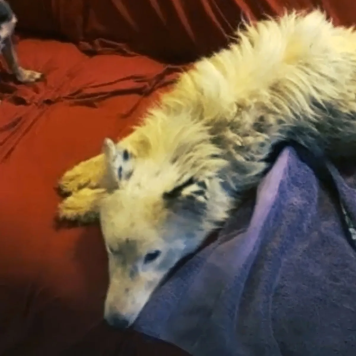 A fluffy white dog with a blue blanket draped over its body is lying on a red surface.