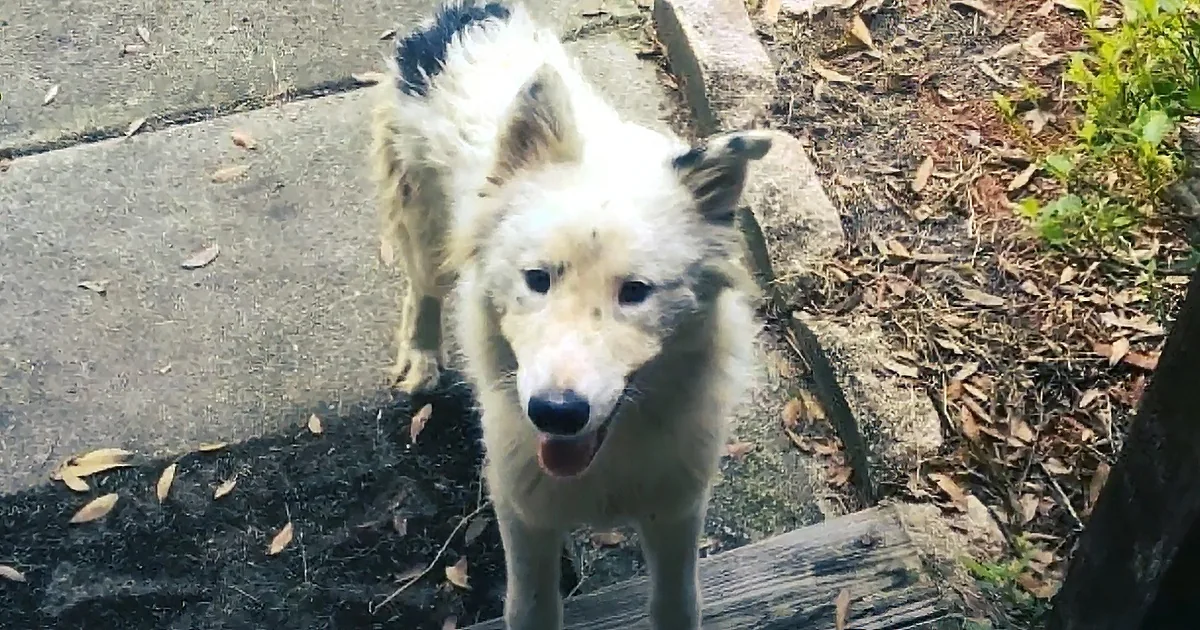 Woman Takes in Abandoned Dog Seeking Shelter From a Massive Storm