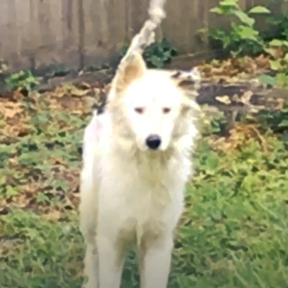 A white dog with a fluffy coat stands in a grassy area, looking directly at the camera.