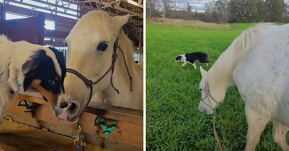 Playful Puppy Teaches Rescued Workhorse How to Play