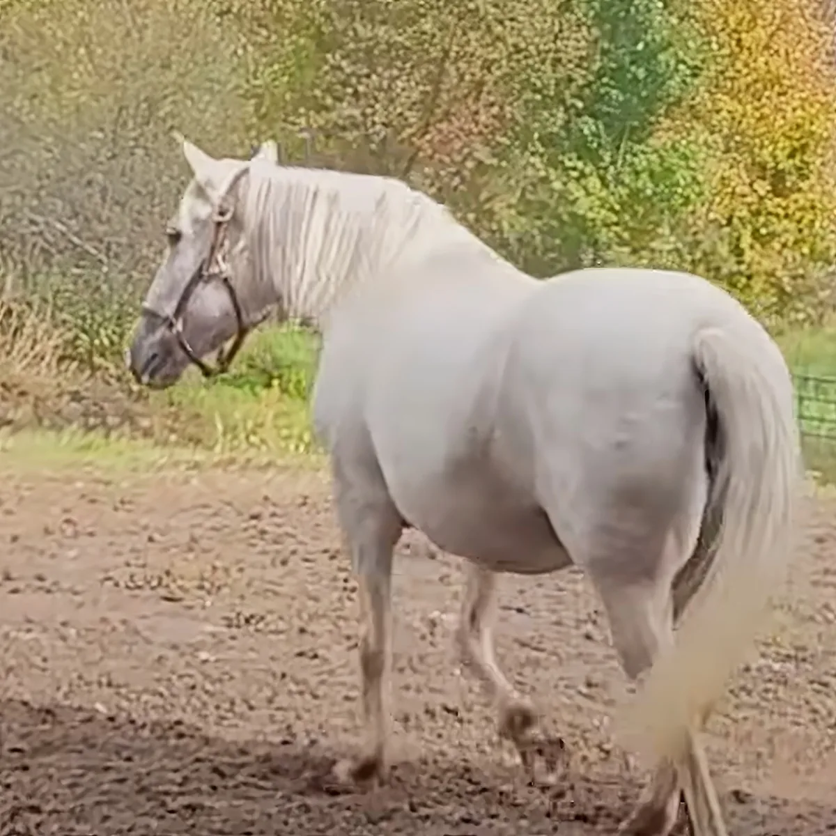 A white horse with a long mane and tail stands on a dirt path, surrounded by greenery.