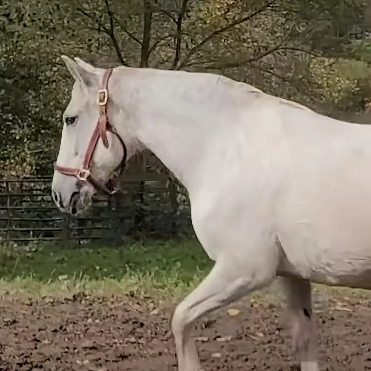 A white horse wearing a bridle is walking on a dirt path near a fence and trees.