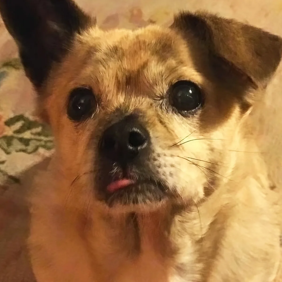 A close-up of a small, light brown dog with a slightly open mouth and expressive eyes.