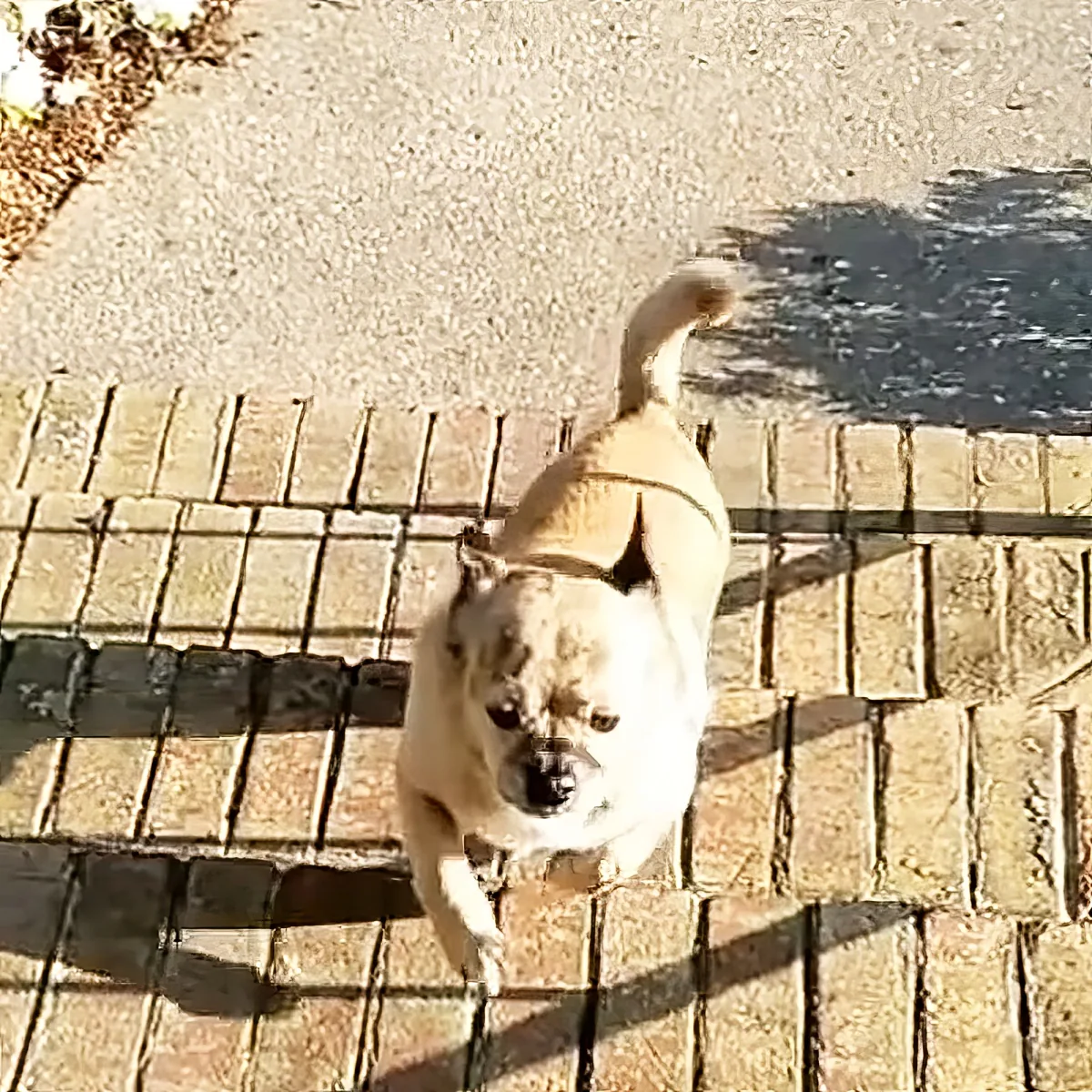 A small dog wearing a harness stands on a brick path, looking up with a curious expression.