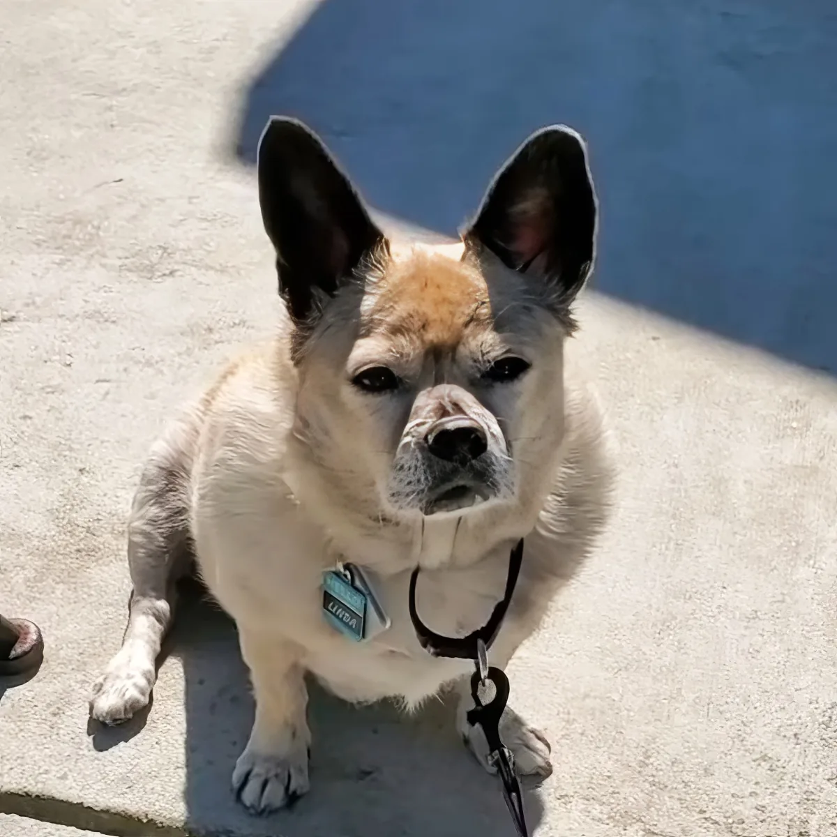 A small dog with a white and light brown coat, wearing a collar and leash, sits on a concrete surface.