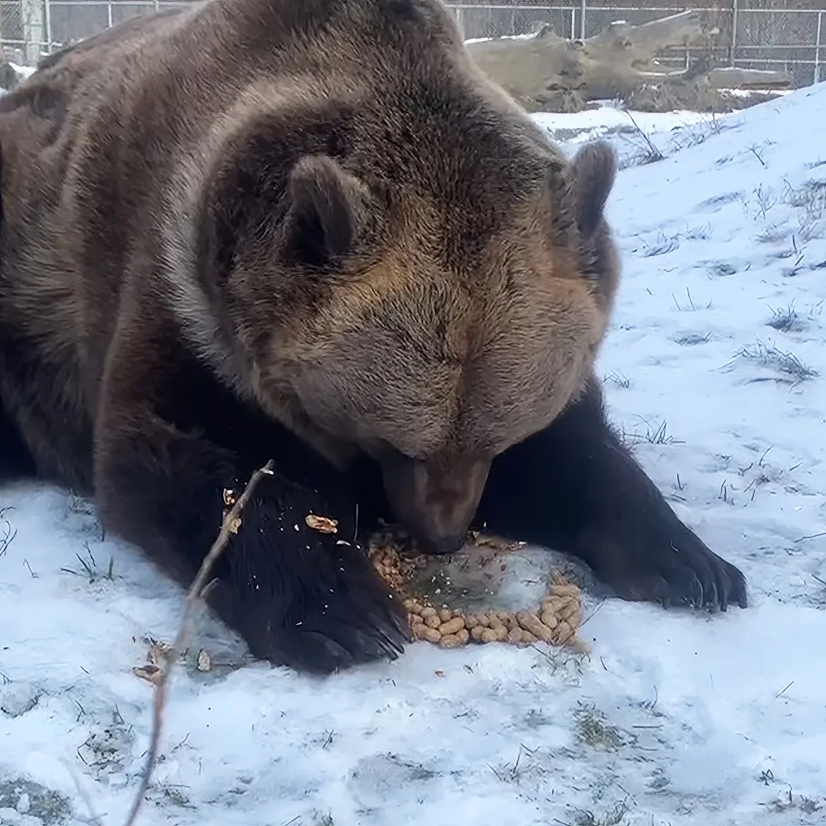 Bear shells peanuts