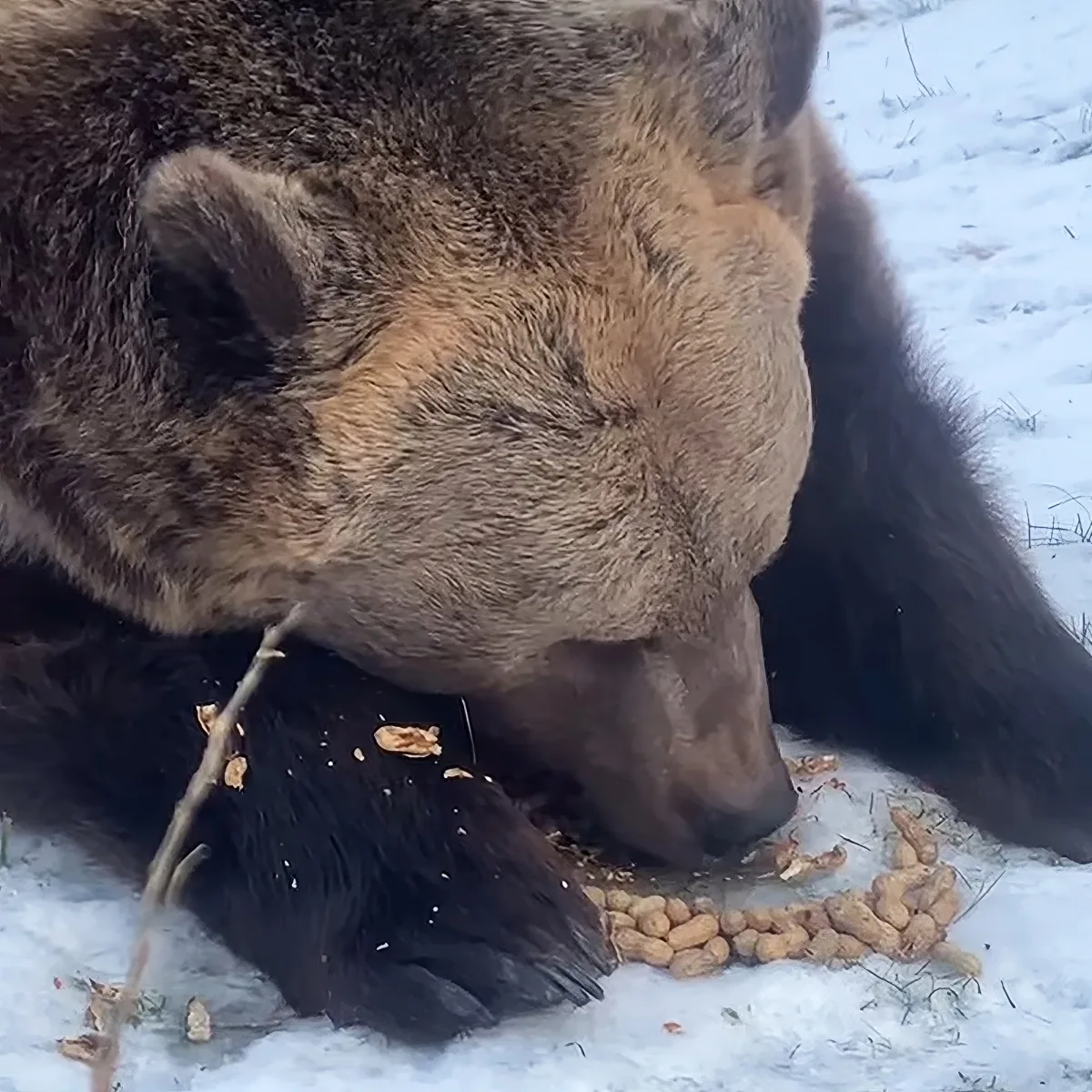 Bear shells peanuts