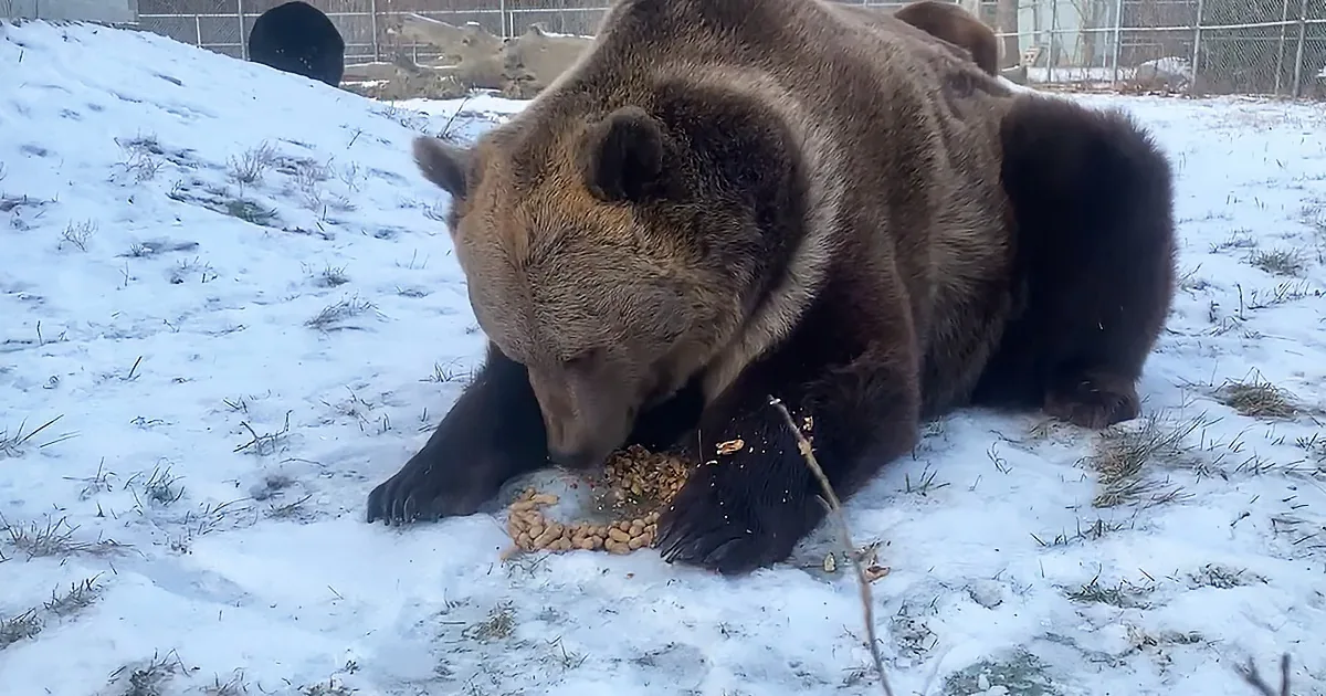 Massive Bear Shells Peanuts in the Most Adorable Way