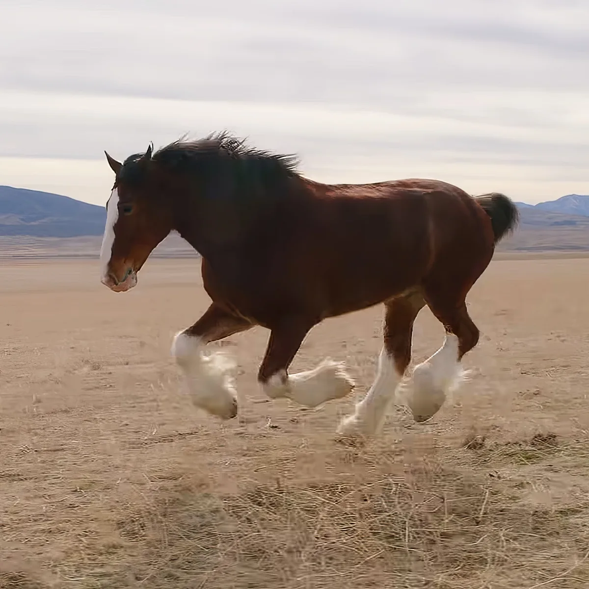 A brown horse with white markings gallops across a dry, grassy field under a cloudy sky.
