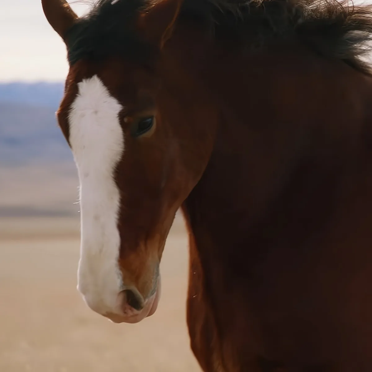 A close-up of a brown horse with a white blaze on its face, standing in a desert-like environment.