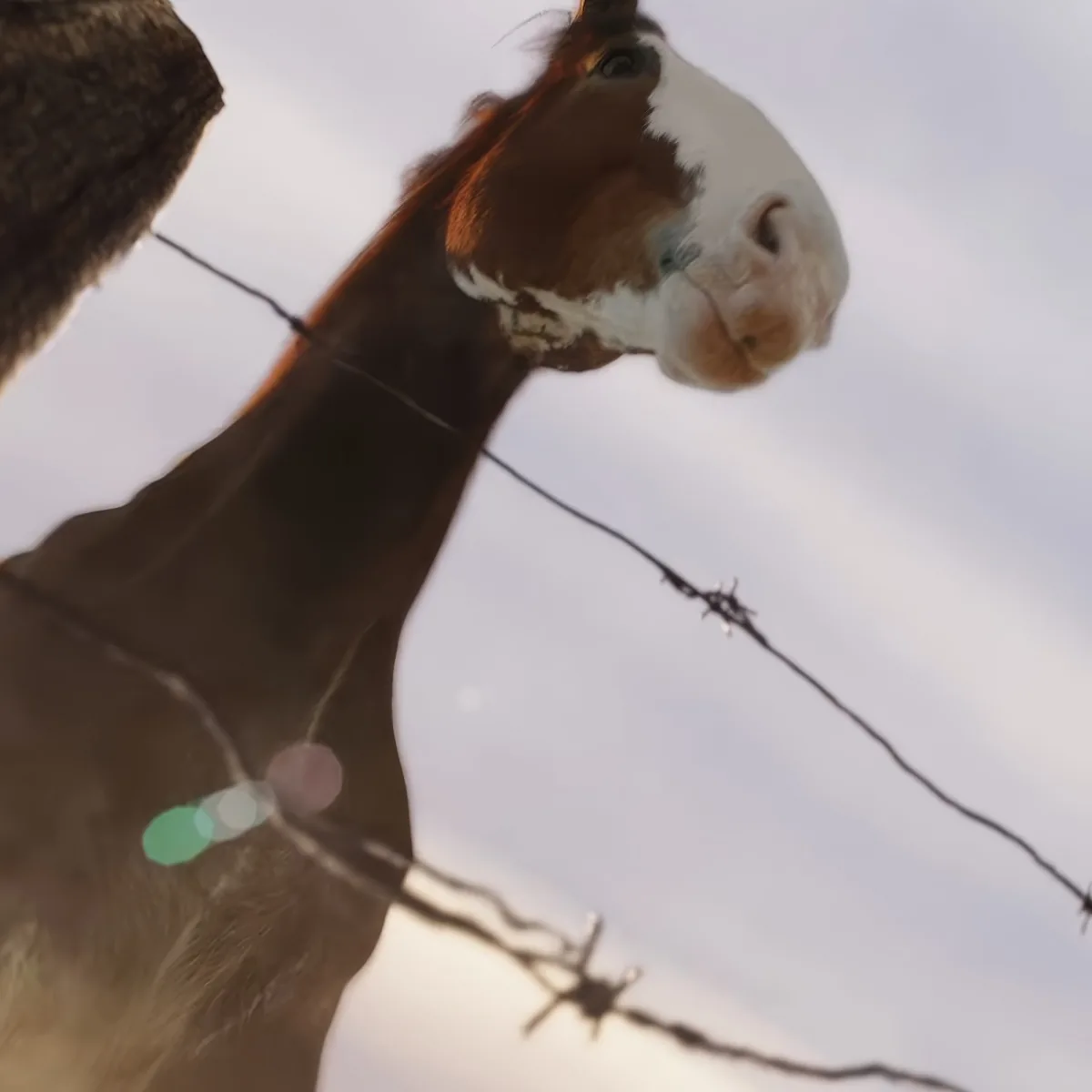A horse with a white blaze on its face stands behind a barbed wire fence against a cloudy sky.