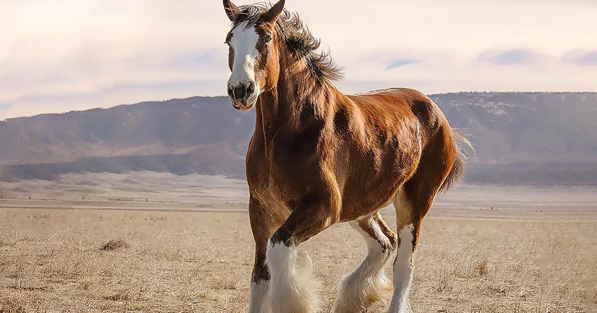 A majestic brown and white horse trots across a dry, grassy field with distant hills under a partly cloudy sky.