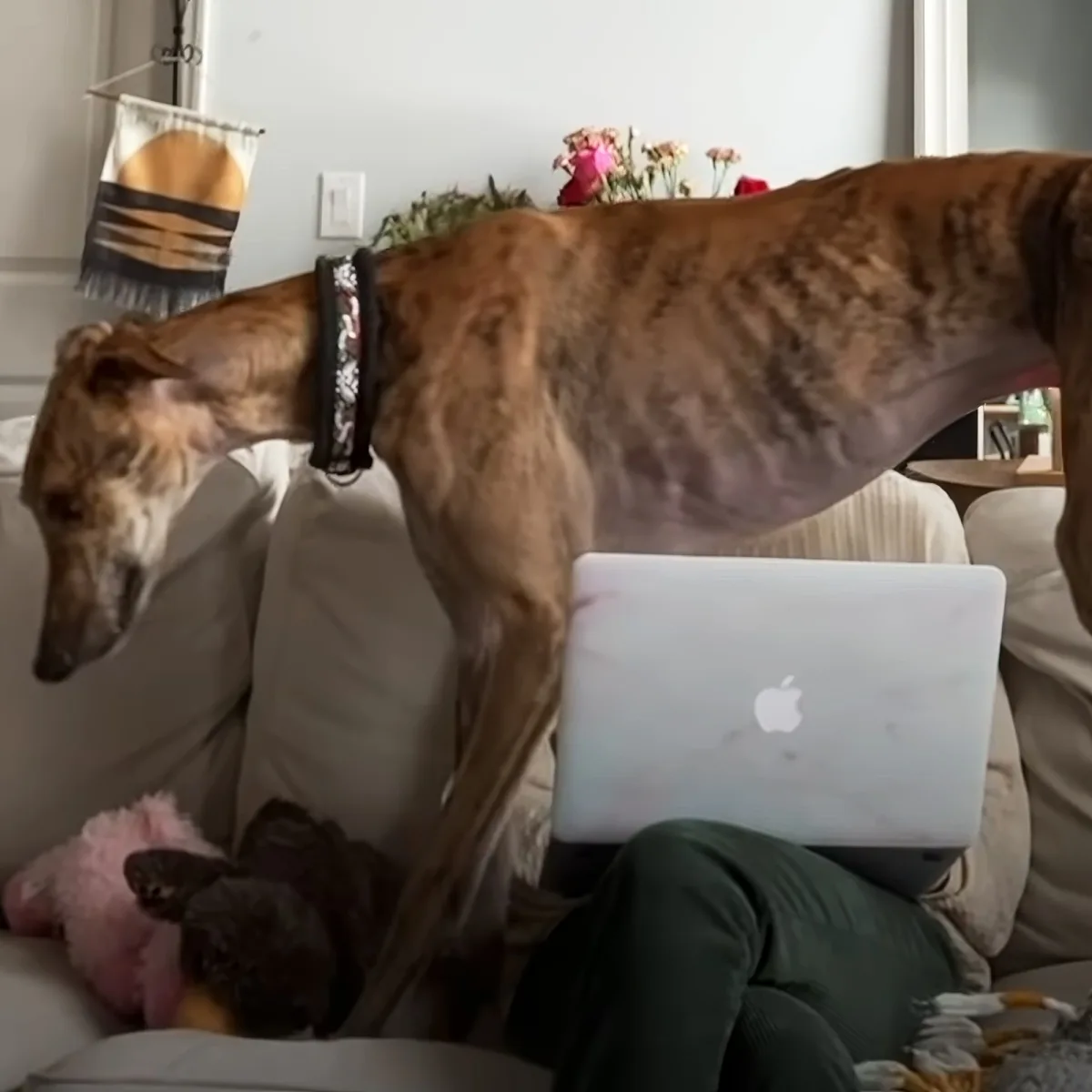 A greyhound dog is standing on a couch, leaning over a person using a laptop.
