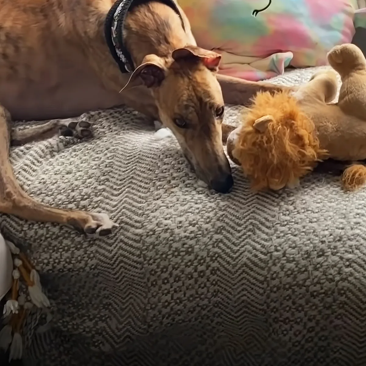 A greyhound wearing a lion mane costume lies on a patterned blanket, looking at the camera.