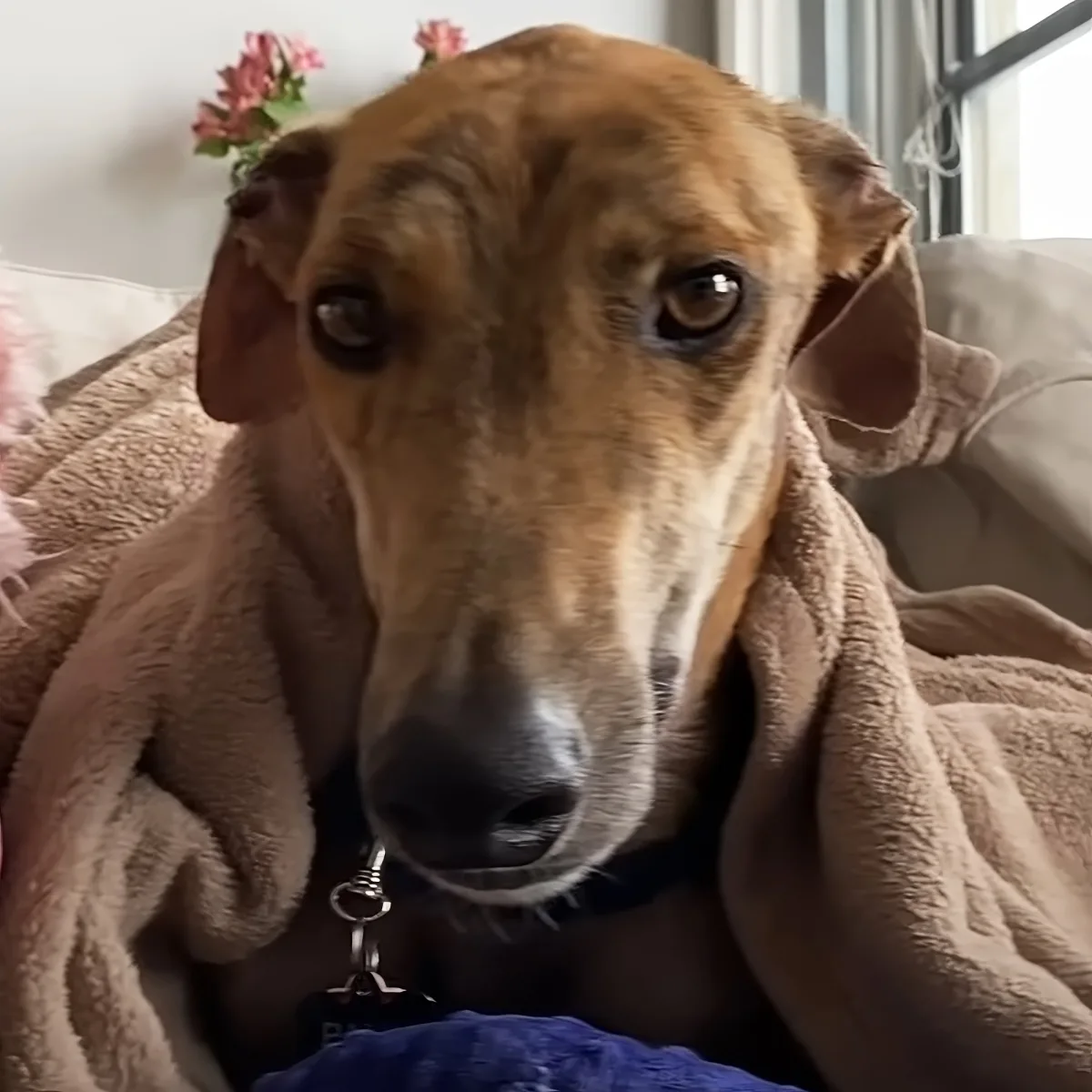 A tan dog with a towel wrapped around its neck rests on a couch, looking directly at the camera.
