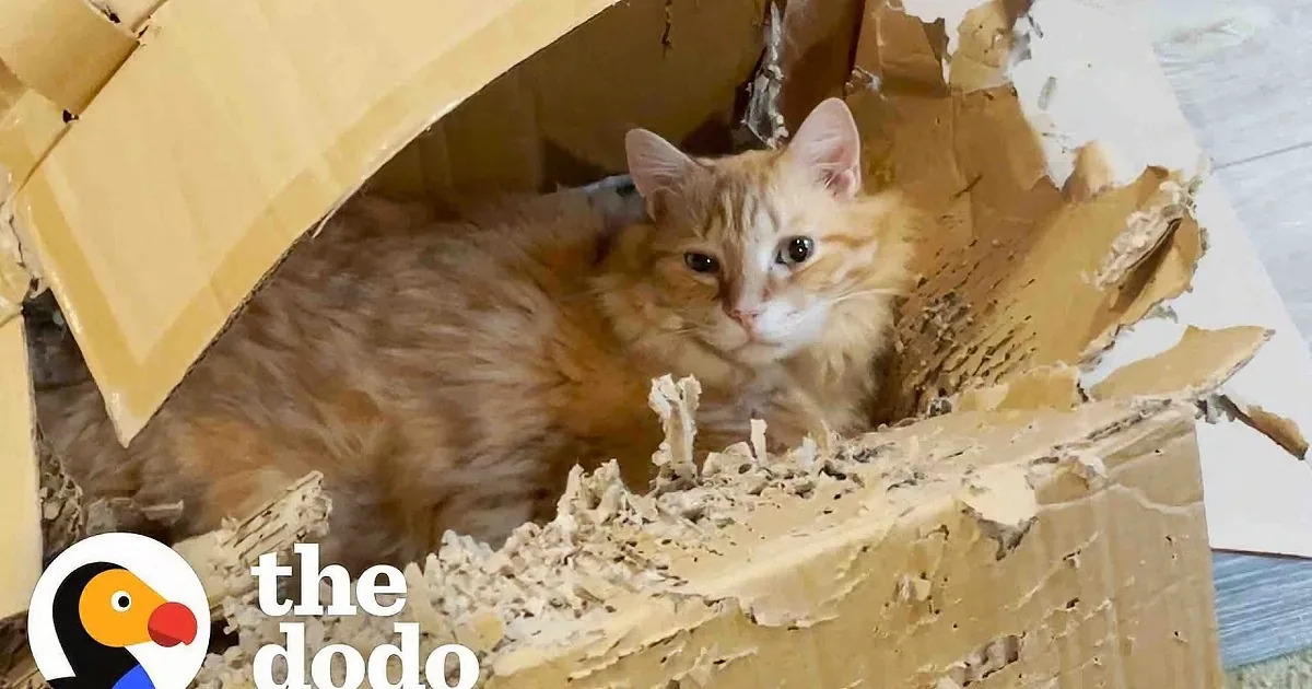 Cat Can''t Give up His Favorite Cardboard Box, Even After Shredding It