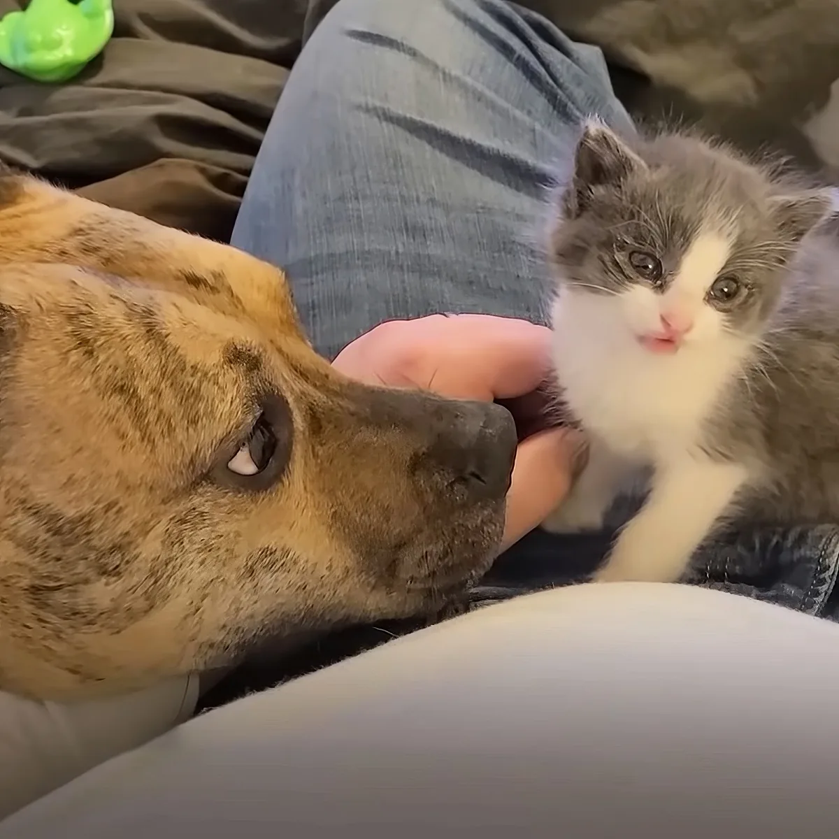 Kitten and dog