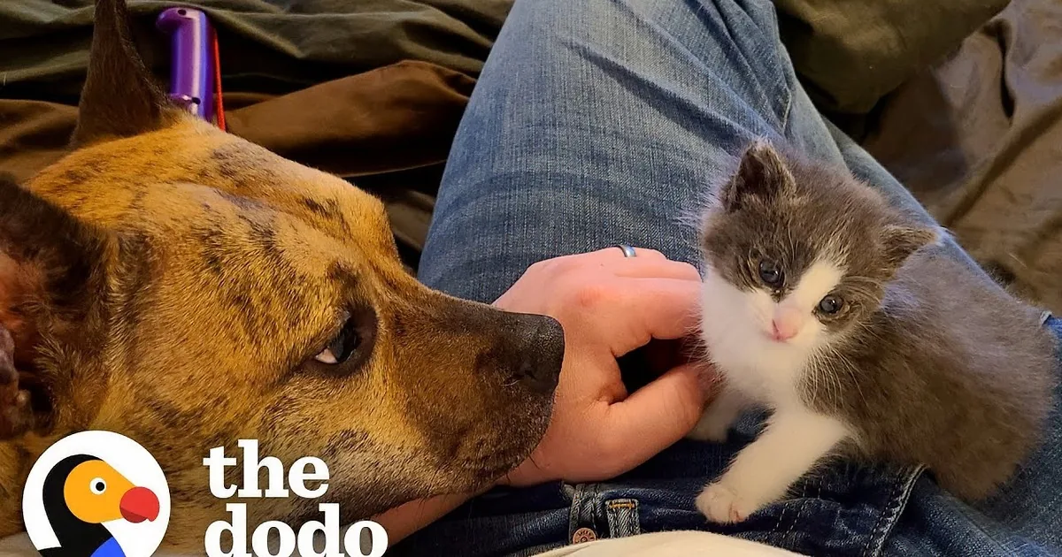 Kitten Living His Best Life After Being Rescued From Sewer Drain