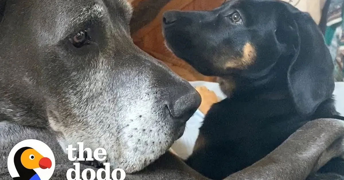 Adorably Grumpy Old Dog Falls in Love With New Puppy