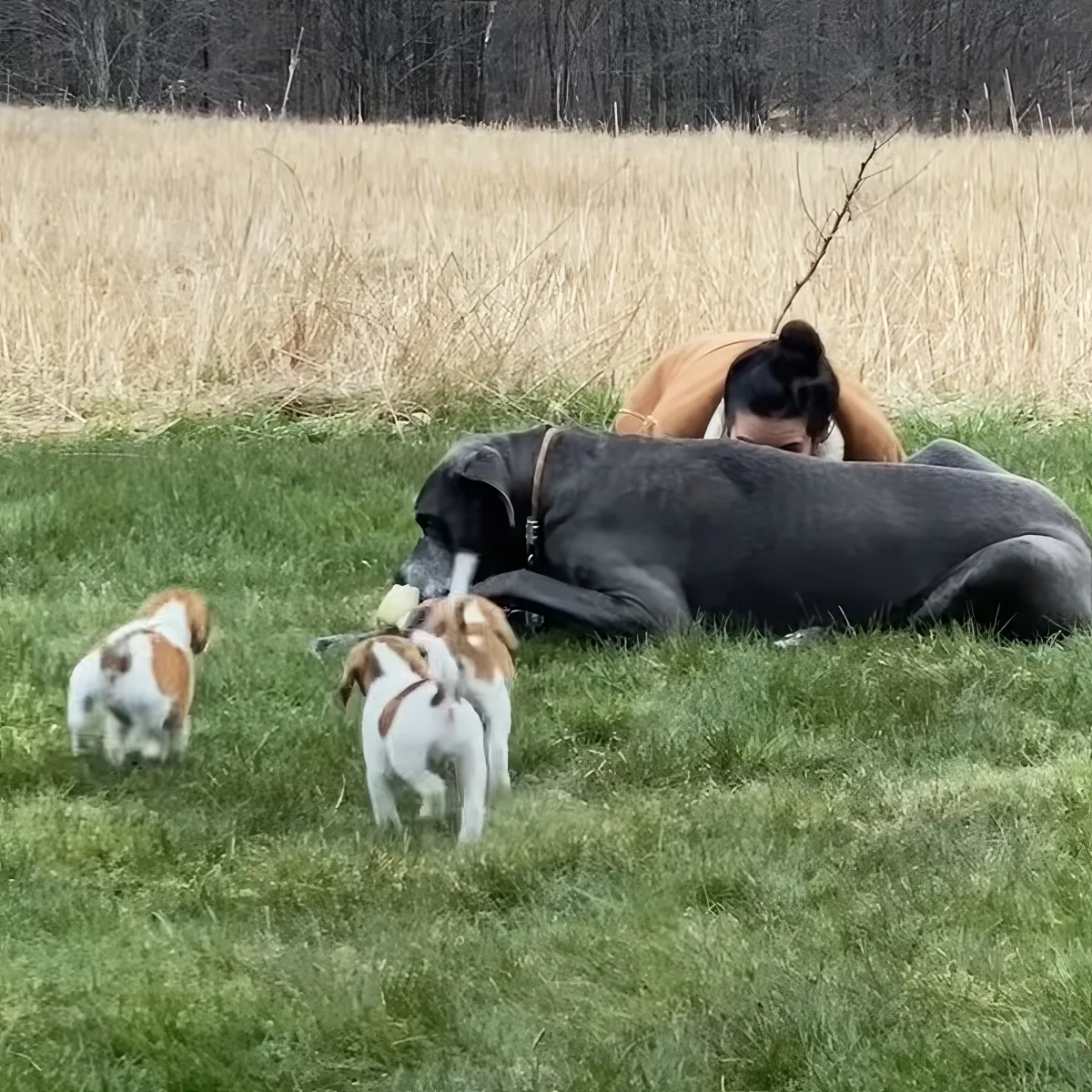 Great Dane with puppies