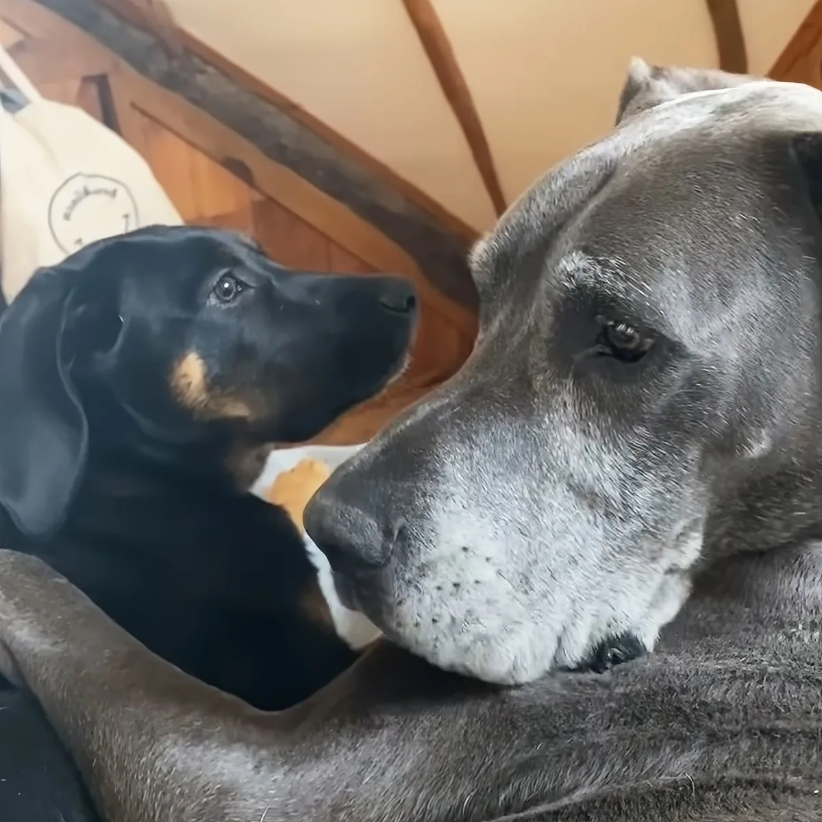 Great Dane and puppy