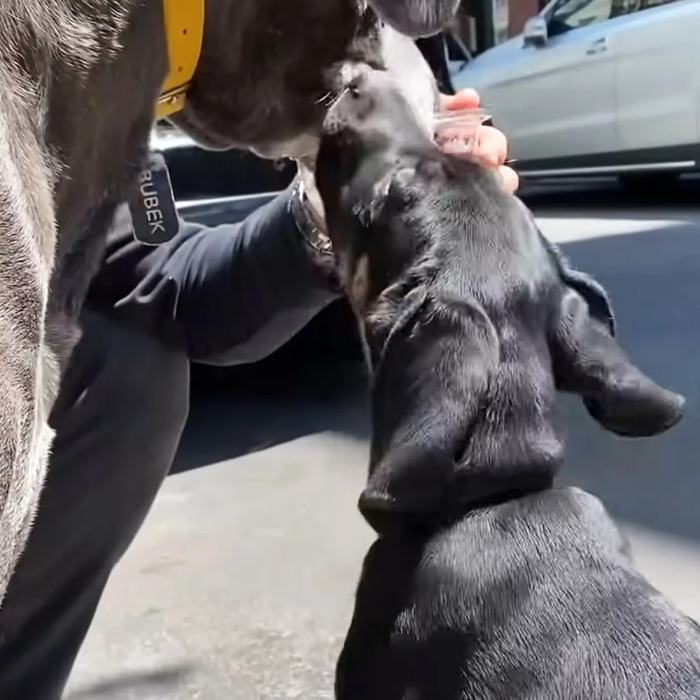 Great Dane and puppy