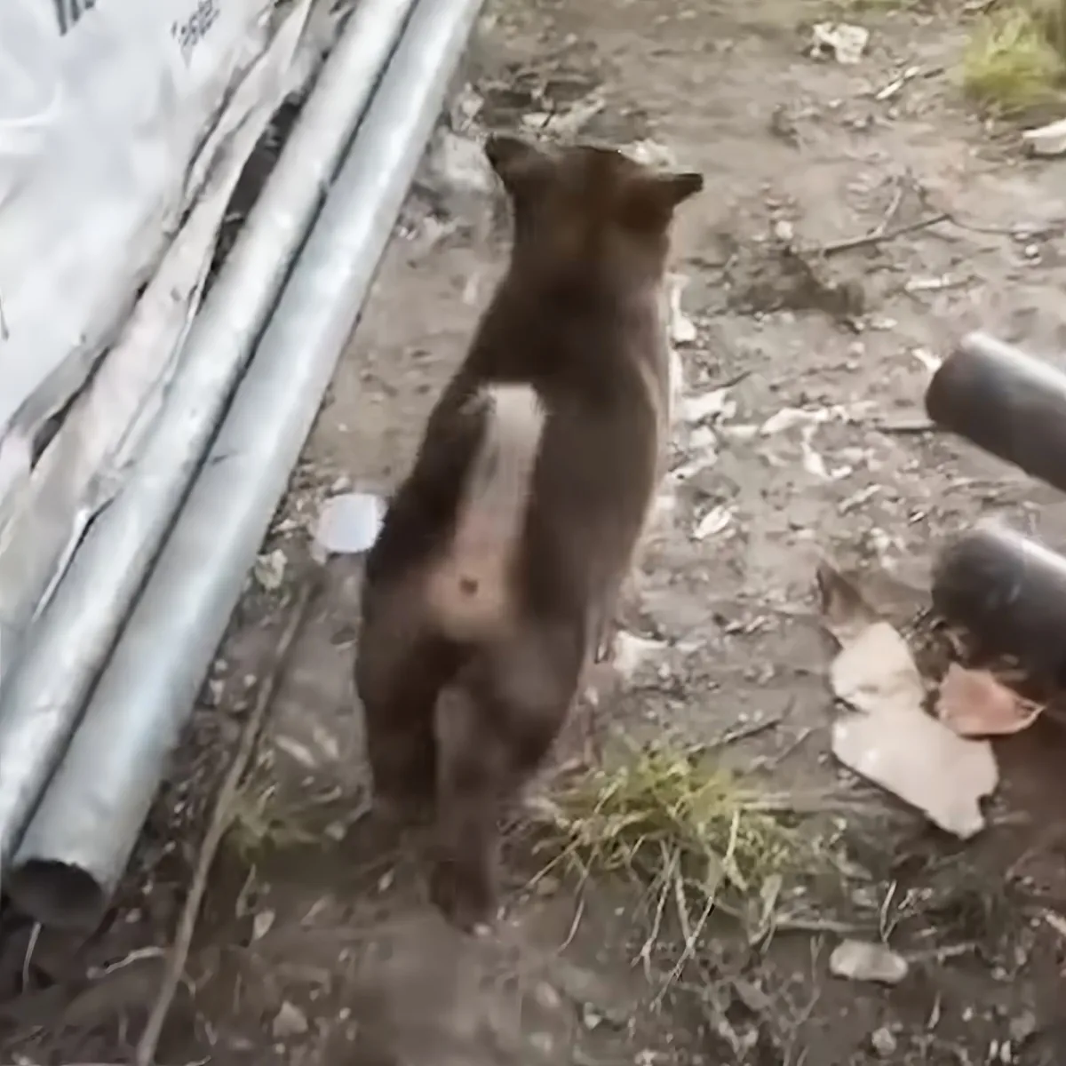 A bear cub stands on its hind legs, looking up near a metal pipe and scattered debris.