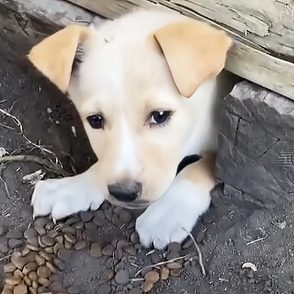 A cute white and tan puppy with floppy ears rests on a pebble surface, looking directly at the camera.