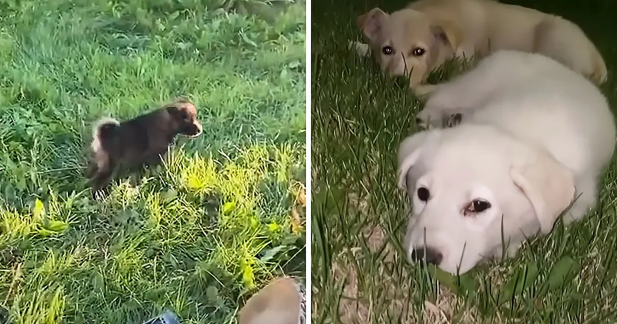 Tenacious Puppy Shows Rescuers Where Her Siblings Are Hiding