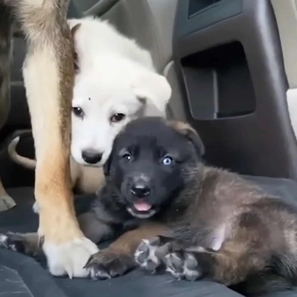 Two adorable puppies, one white and one black, cuddling together on a car seat.