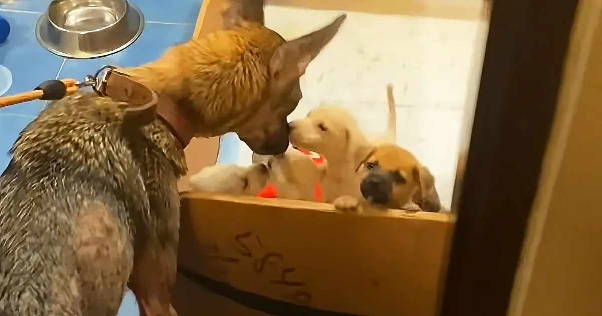 Puppies Reunited With Mom Can''t Stop Wagging Their Little Tails