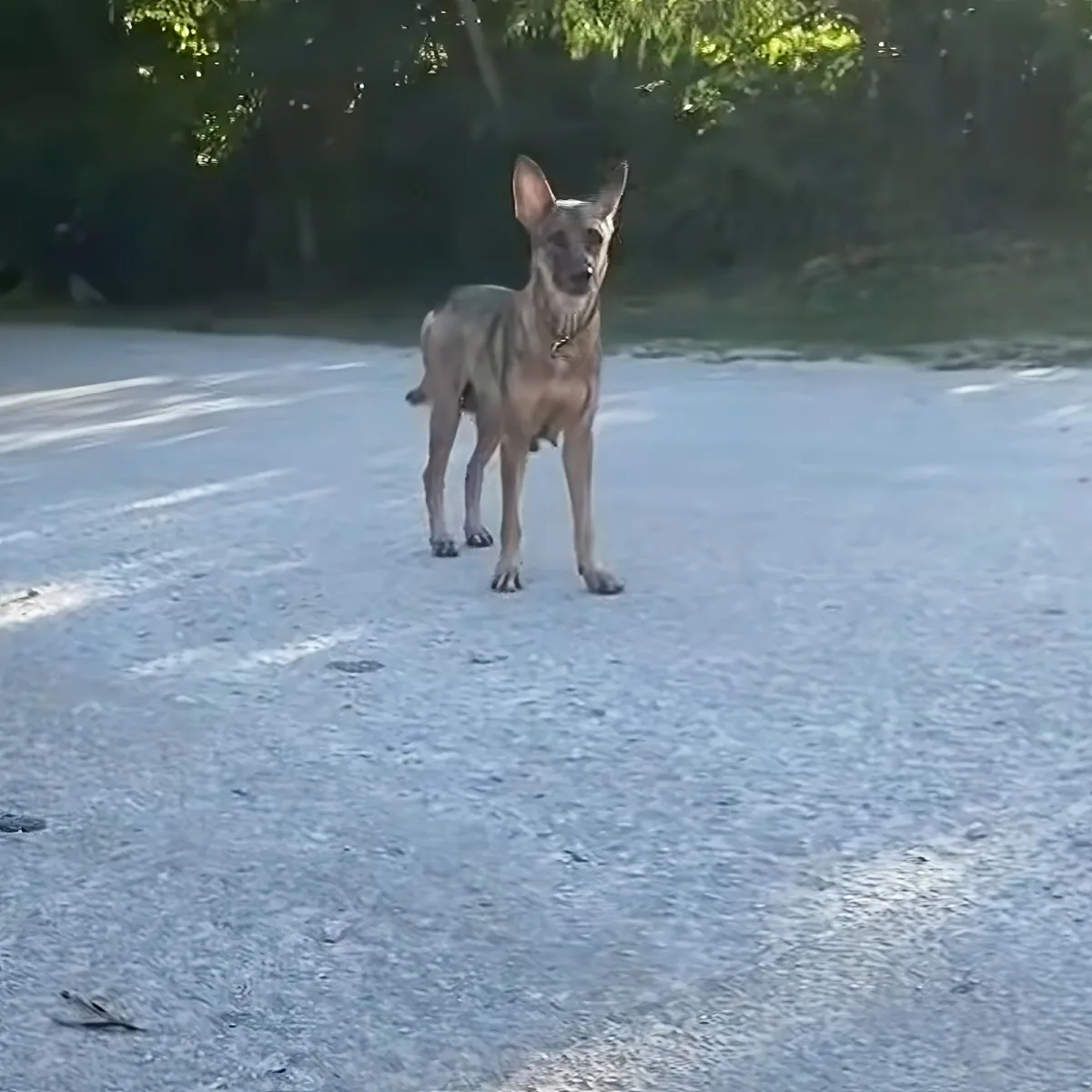 A dog stands on a paved road, looking forward, with trees in the background.