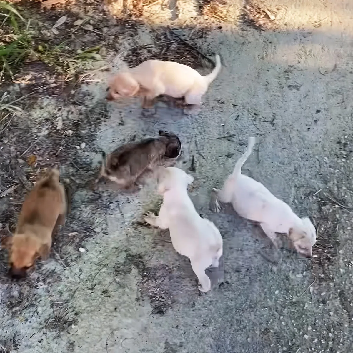 Five adorable puppies of various colors are exploring a patch of dirt and grass.
