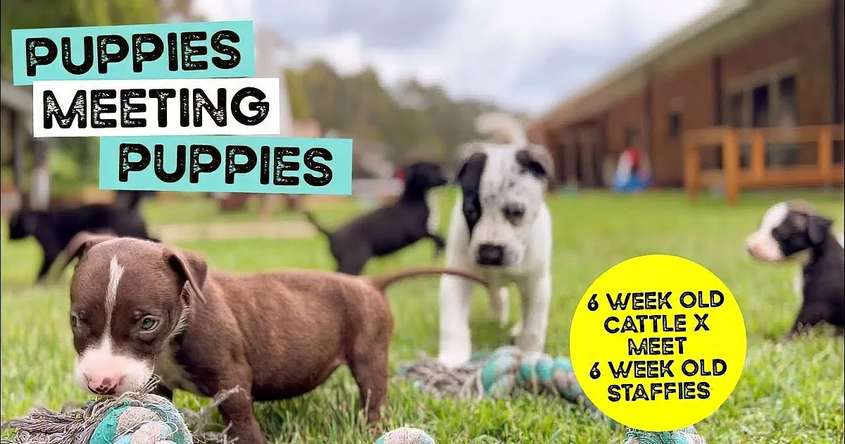 A black puppy stands on grass near a rope toy, surrounded by other playful puppies.