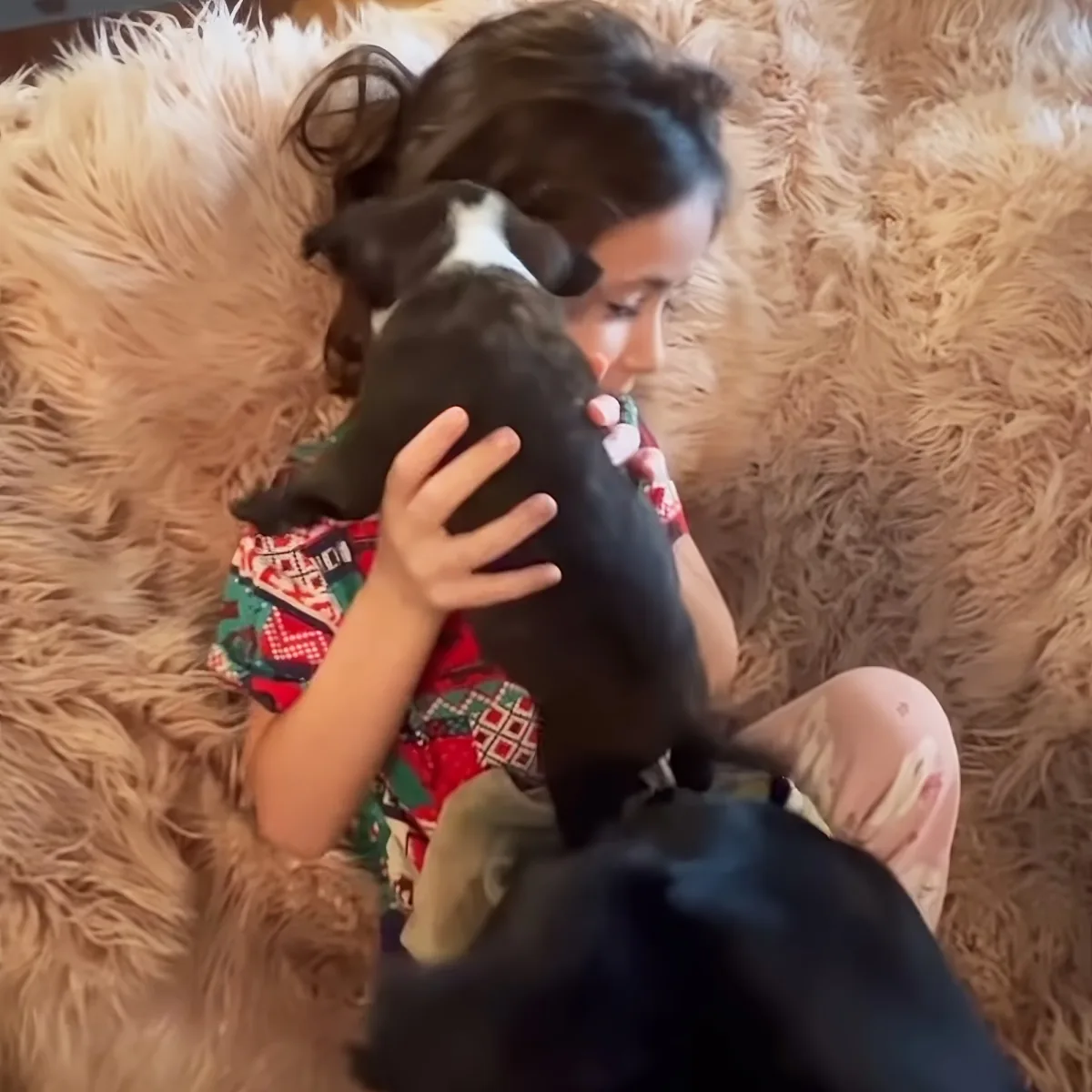A child holds a small black puppy on a fluffy brown rug, surrounded by other puppies.
