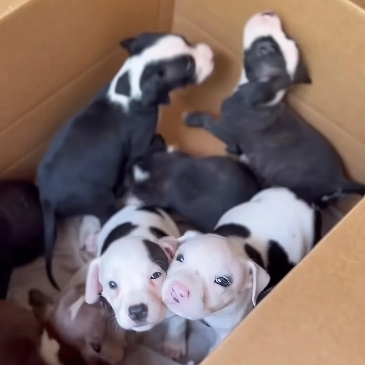 Several black and white puppies are nestled together in a cardboard box, looking curious and playful.