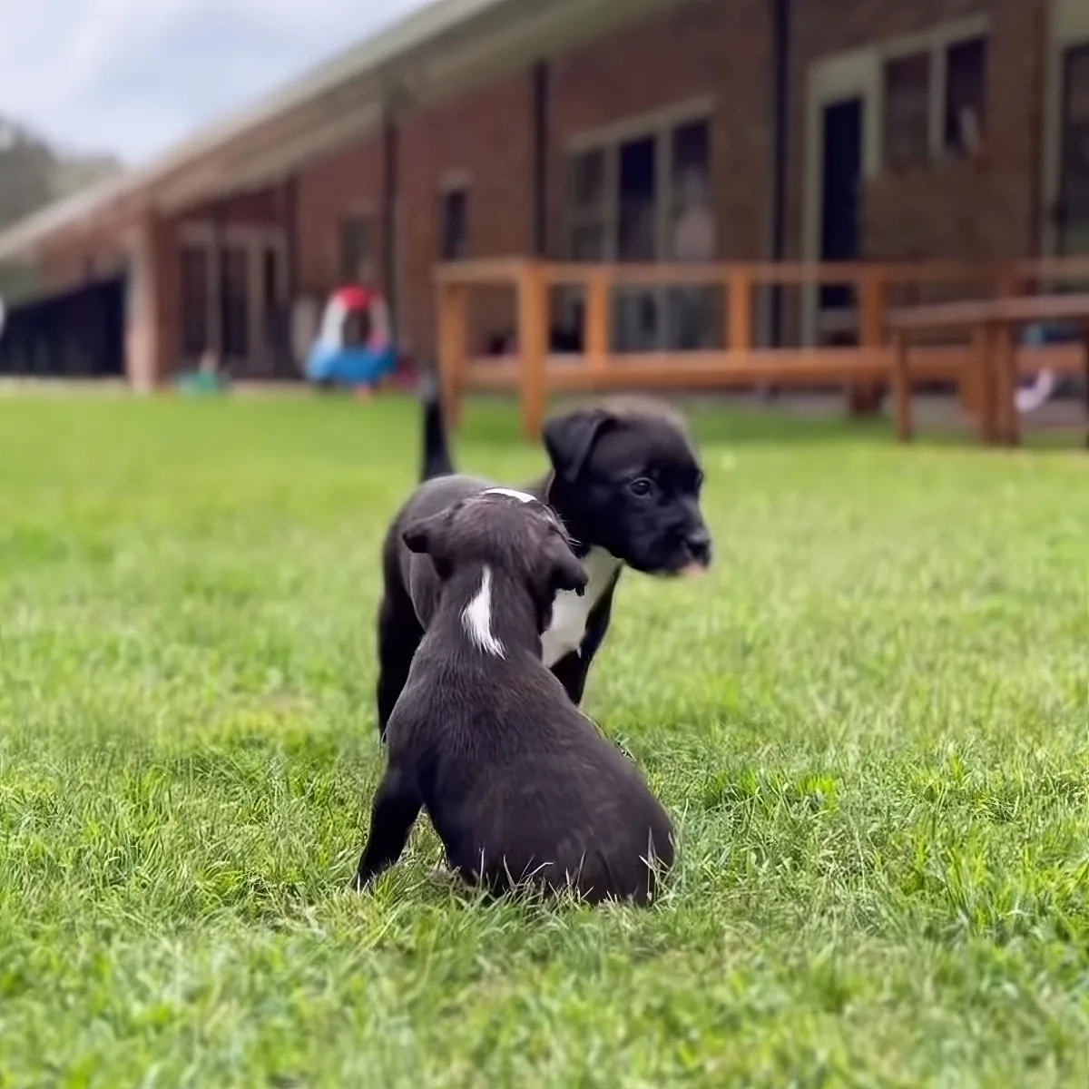 Two adorable black puppies with white markings sit on green grass in front of a brick building.