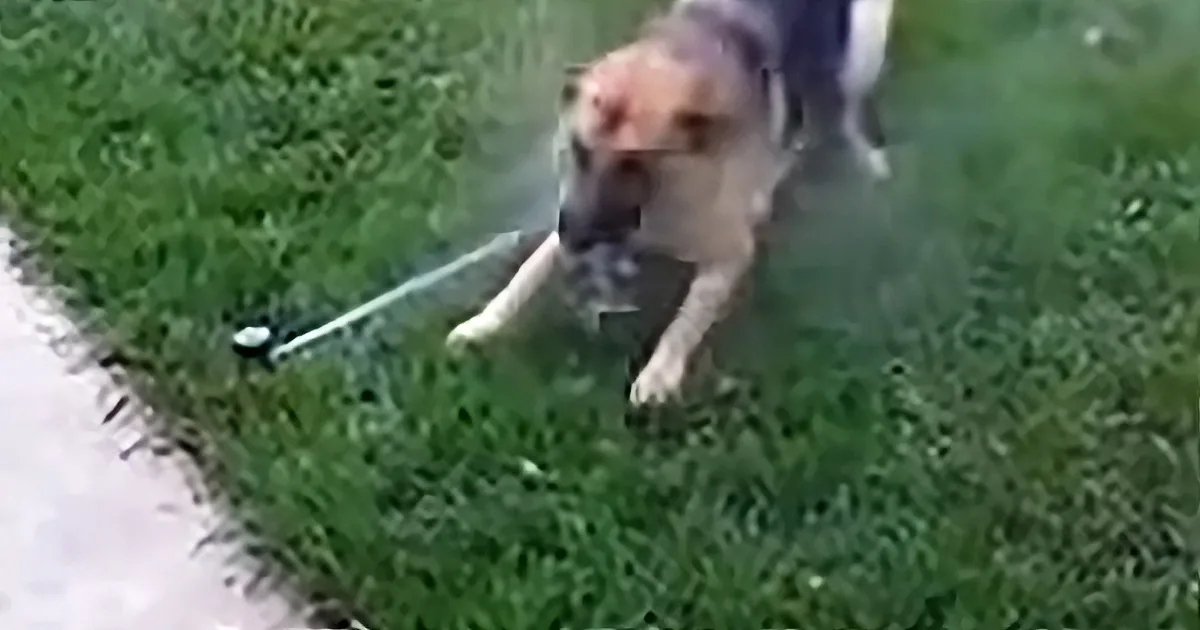 A dog on a leash runs through grass, appearing to pull strongly.
