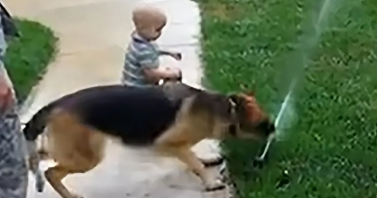 German Shepherd Protects Toddler From ''Evil'' Sprinkler, His Reaction Is Priceless