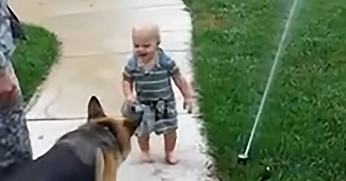 German Shepherd and toddler