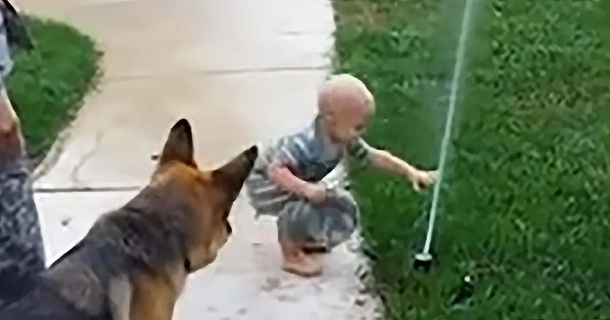 German Shepherd and toddler