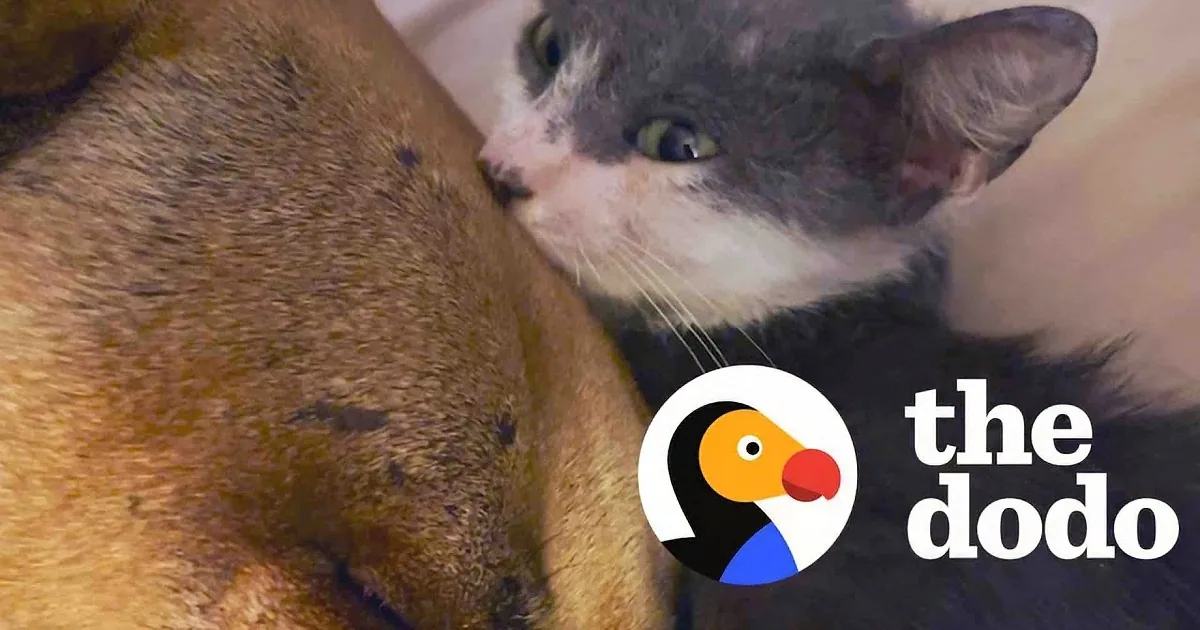 Sick Orphaned Kitten Adopts Giant Pitbull as His New Mom