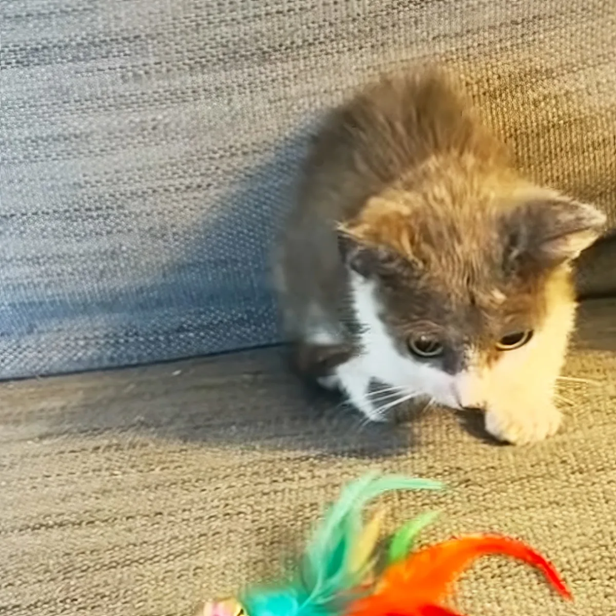 A fluffy kitten with a mix of brown, black, and white fur is intently looking at a colorful feather toy on the floor.