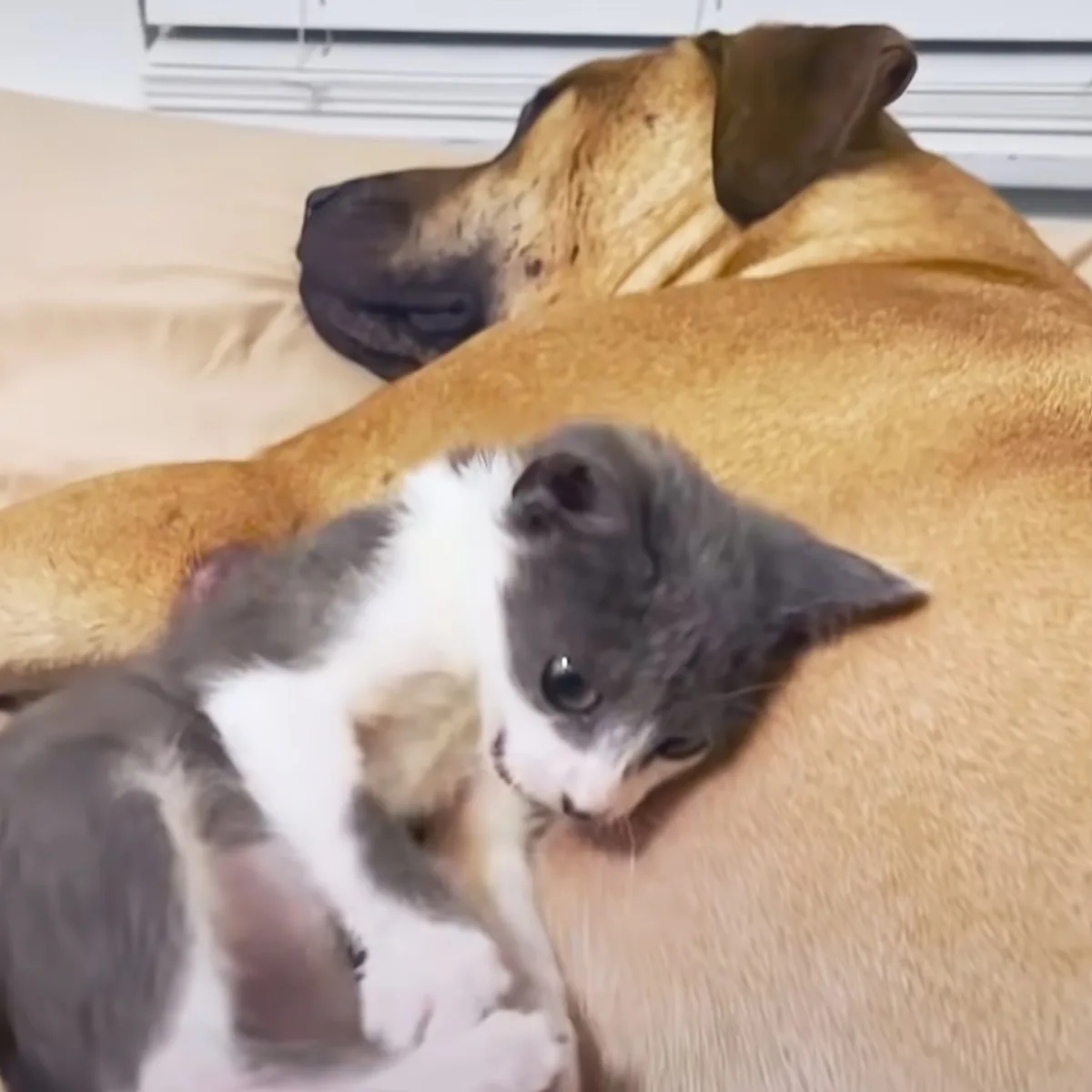 Kitten and Pitbull