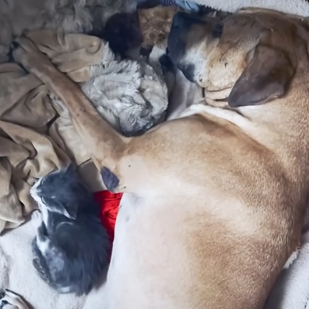 Kitten and Pitbull