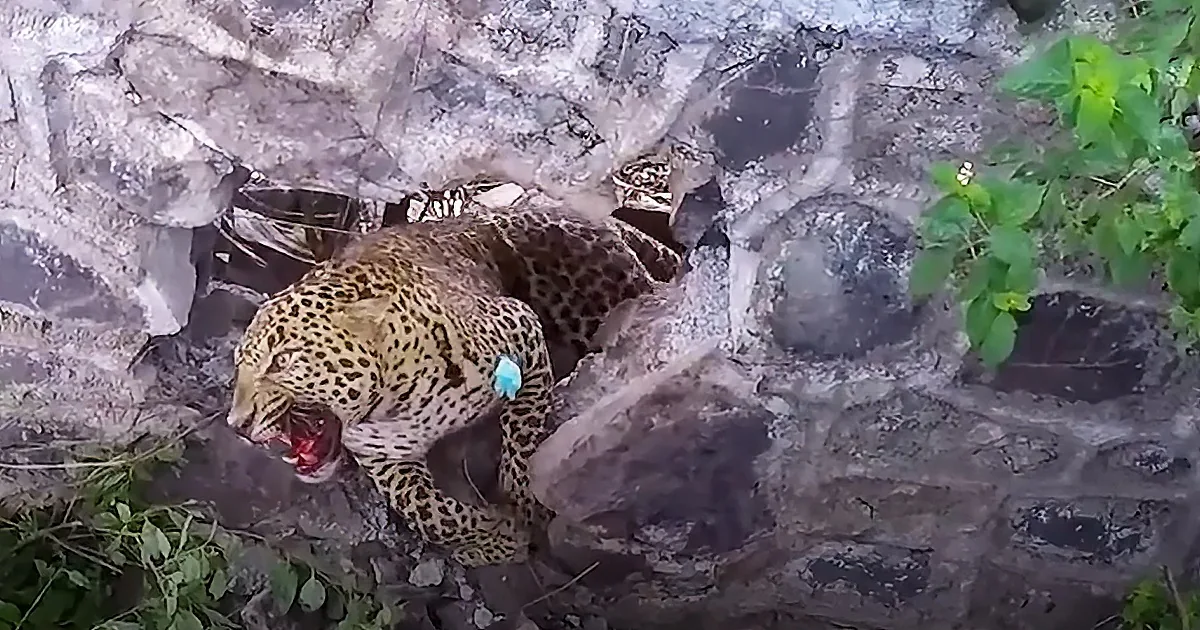 Leopard stuck in barbed wire