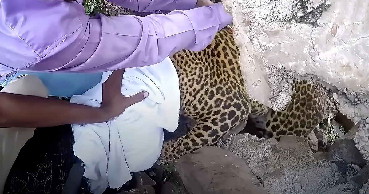 Leopard stuck in barbed wire