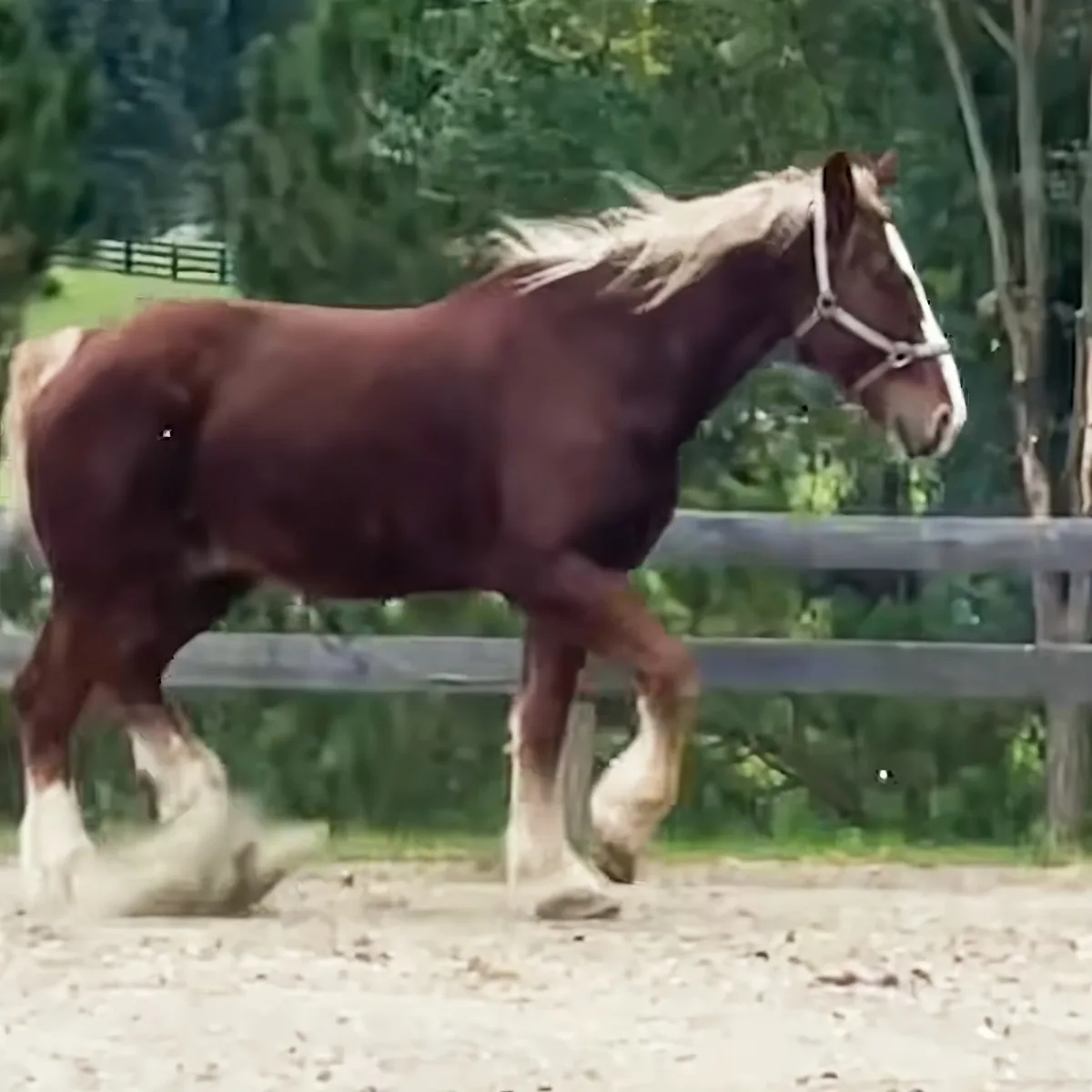 A chestnut horse with white markings and a white mane is walking on a sandy path.