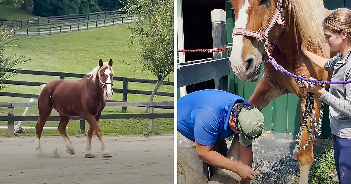 Abandoned Workhorse's Reaction to Having Hooves Trimmed Is Adorable