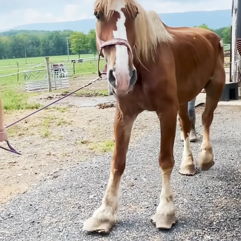 A light brown horse with a white blaze is being led on a leash by a person in a rural setting.